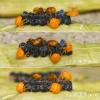 Eurydema ventralis